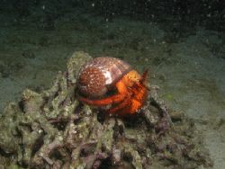 Another hermit crab in the Philippines. by Oliver Bonten 
